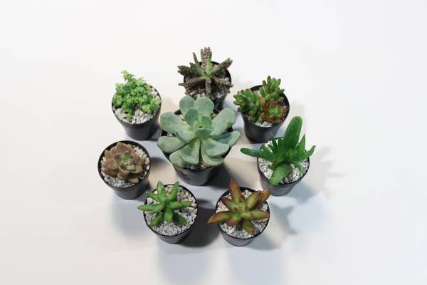 urban-sprouts