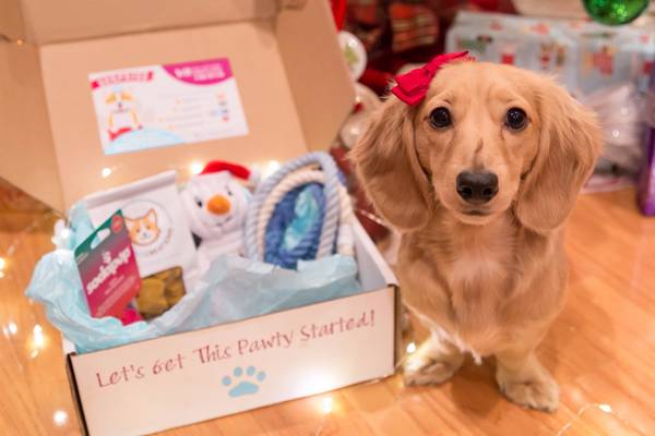 surprise-pawty