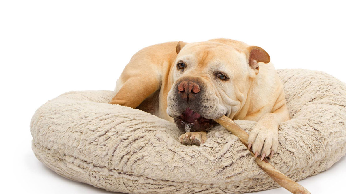 Bully Bundles Subscription Box Cratejoy